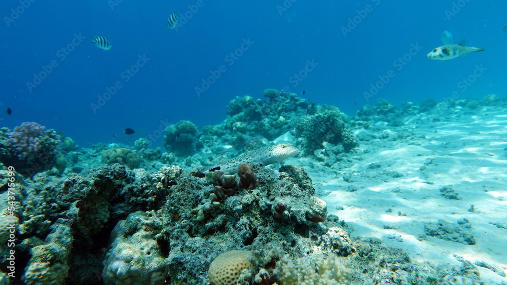 Fototapeta premium Colorful tropical fish on a coral reef, amazingly beautiful fairy world. In the coral gardens of the Red Sea.