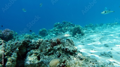 Colorful tropical fish on a coral reef  amazingly beautiful fairy world. In the coral gardens of the Red Sea.