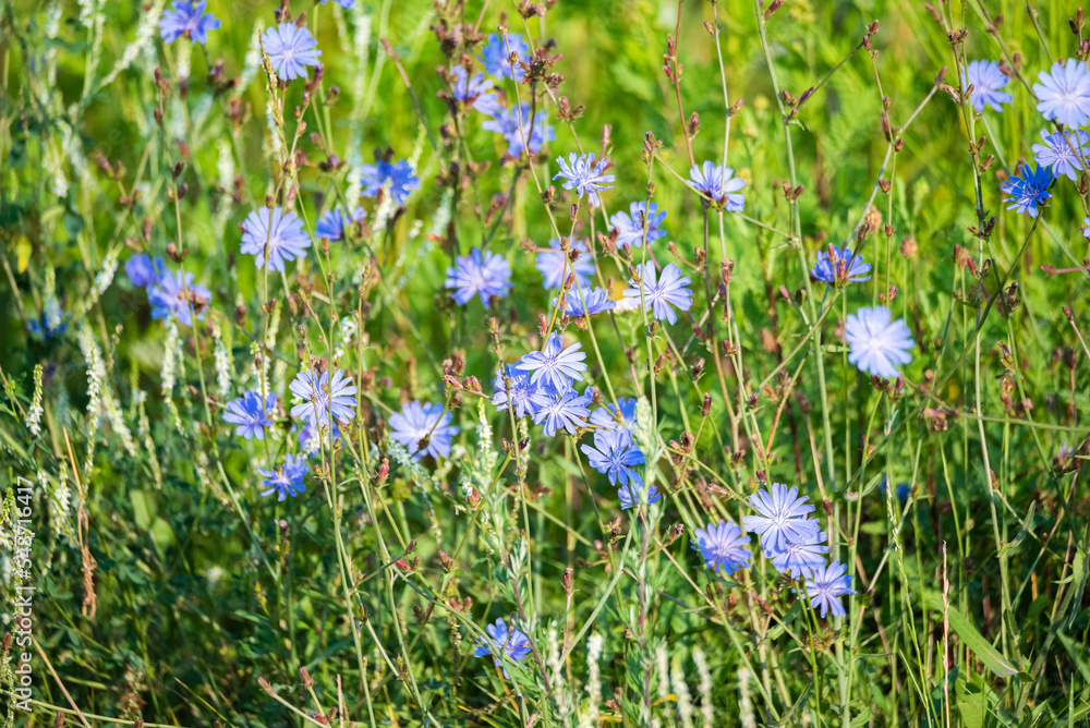 Cornflower in close-up. Close-up of a flower with blue petals. Flowers in the meadow, cornflower on a blurred background.