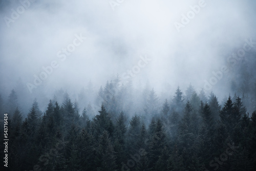 Minimalist picture of low clouds hovering over a forest of fir trees during a moody autumnal afternoon, Northern Italy