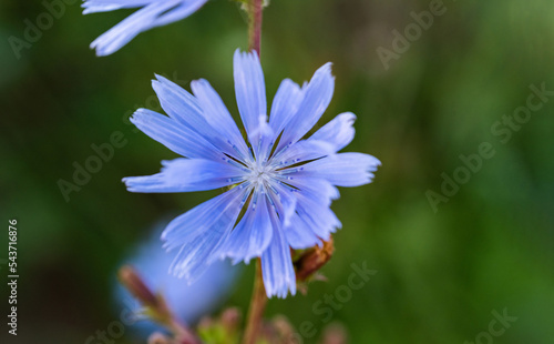 Cornflower in close-up. Close-up of a flower with blue petals. Flowers in the meadow  cornflower on a blurred background.