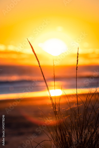 Silhouette of beach grass with blurry beach sunset in the background. Selective Focus photo