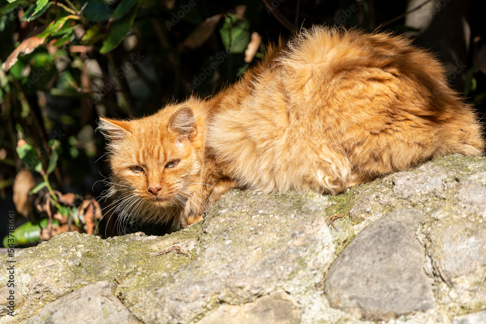 chat roux caractere