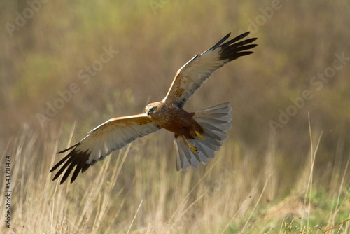 Flying Birds of prey Marsh harrier Circus aeruginosus, hunting time Poland Europe  © Marcin Perkowski