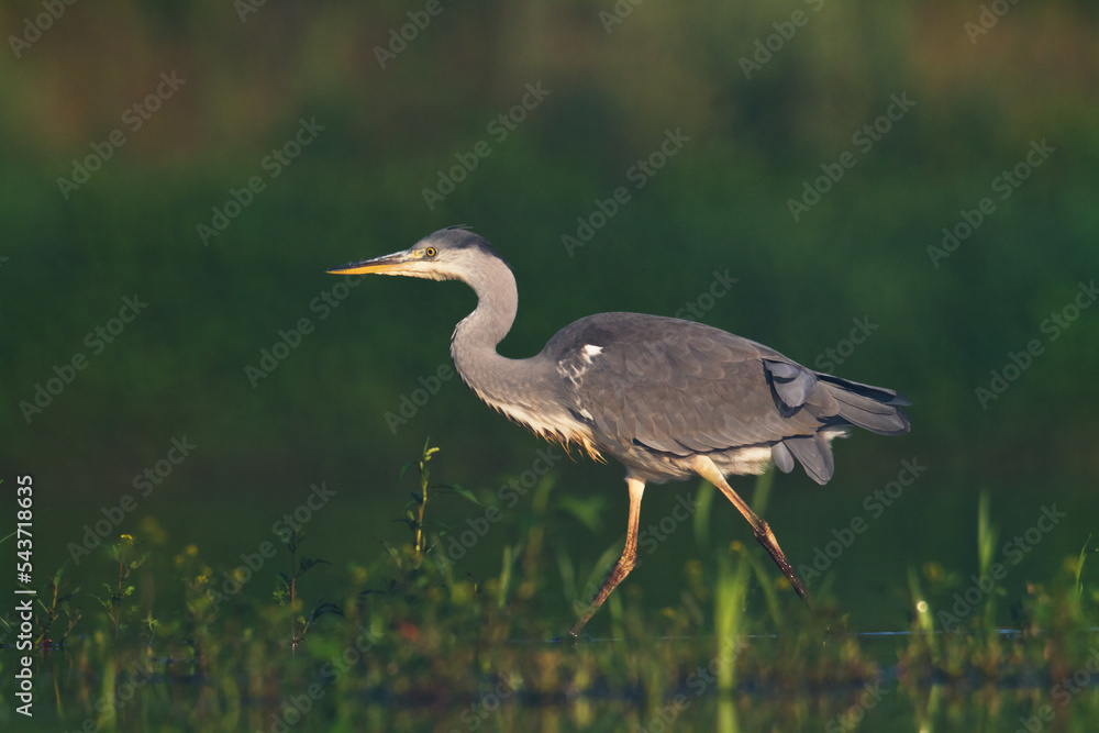 Bird Grey heron, gray heron Ardea cinerea bird on dark green background, hunting time Bird Grey heron, gray heron Ardea cinerea bird on dark green background, hunting time