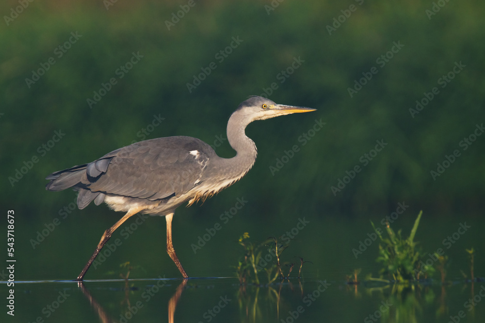 Fototapeta premium Bird Grey heron, gray heron Ardea cinerea bird on dark green background, hunting time