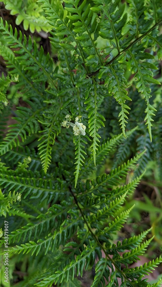 fern leaves fern leaves
