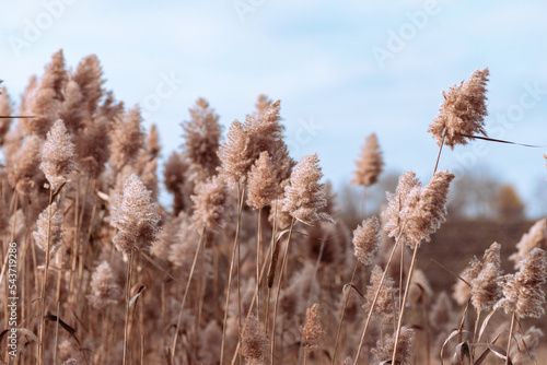 Phragmites australis pretty dried up common reed in autumn waving in the wind near the river dry blue sky pampas soft plant grass outdoor in light pastel colors boho style Panicles.