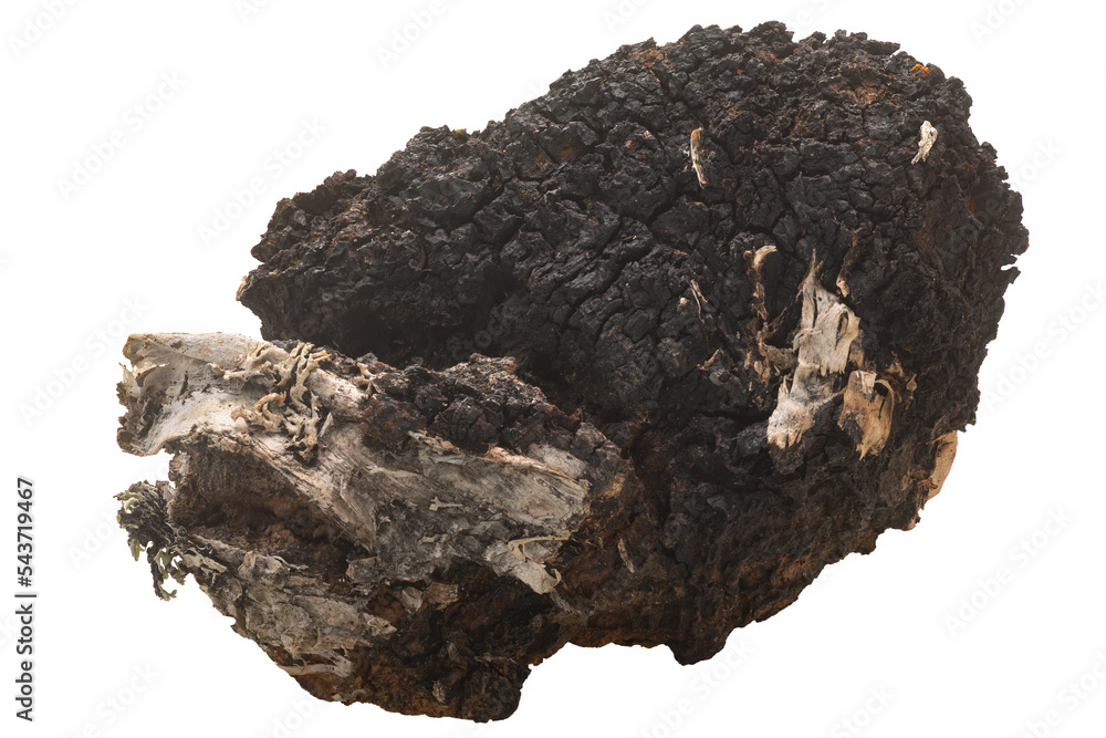 Fototapeta premium Chaga mushroom isolated, a birch fungus. Inonotus obliquus sclerotium