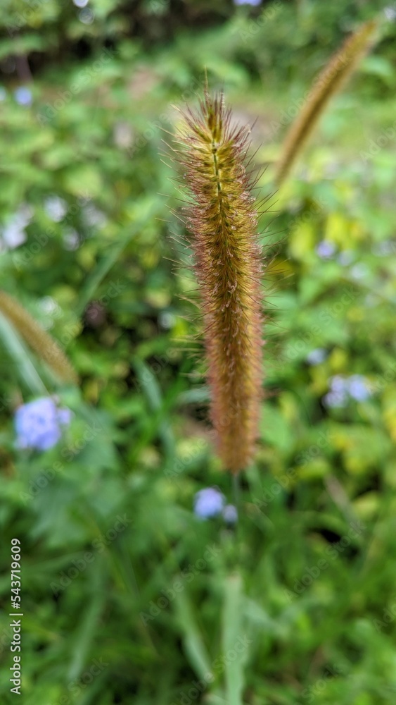 Obraz premium caterpillar on a flower