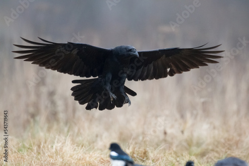 Bird Common Raven Corvus corax, dark style big black scary bird flying  © Marcin Perkowski