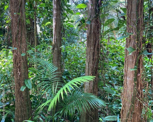 View of tree trunks in the Palmetum botanical gardens with green leafy plants photo