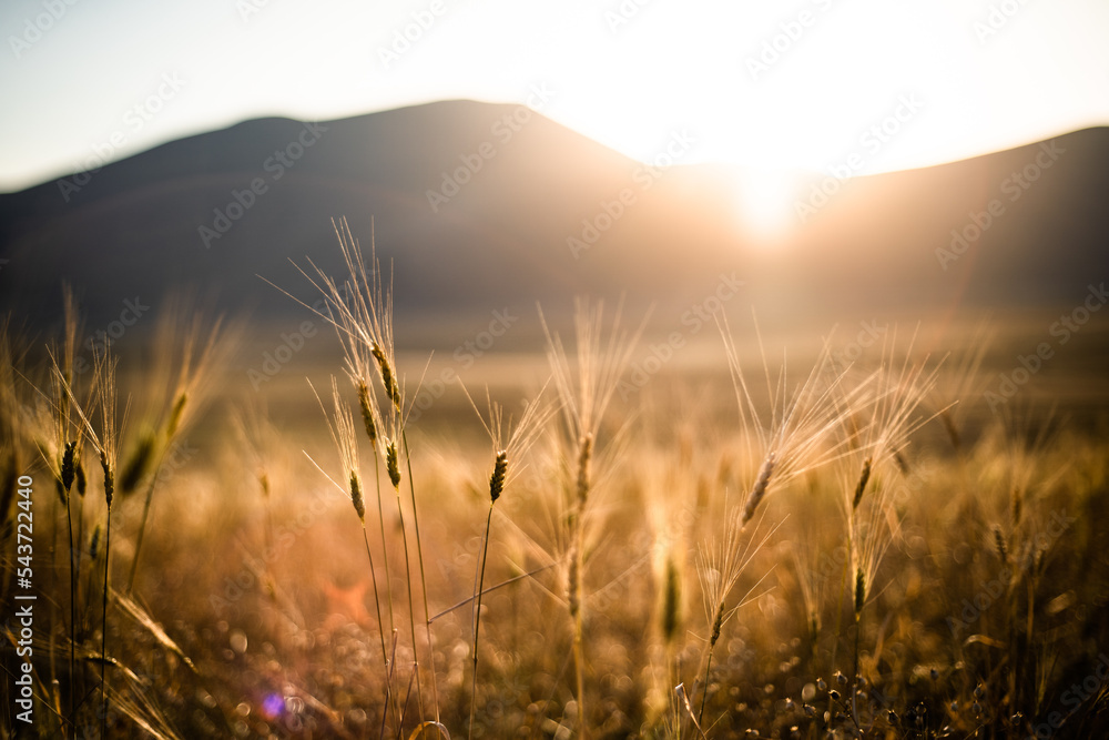 Golden wheat fields at sunset in the highland of Castelluccio di Norcia, Central Italy Golden wheat fields at sunset in the highland of Castelluccio di Norcia, Central Italy