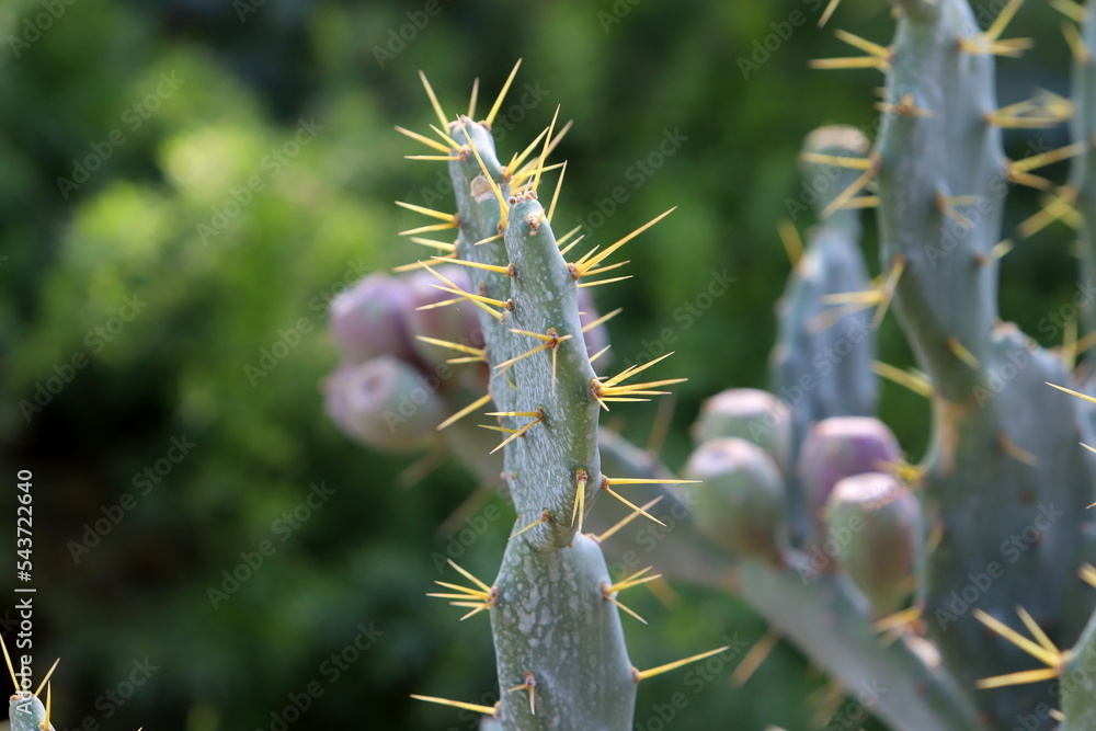 Naklejka premium Very sharp needles on the leaves of a large cactus.