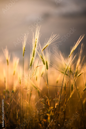 Closeup picture of the wheat in the fields of Castelluccio di Norcia  Central Italy