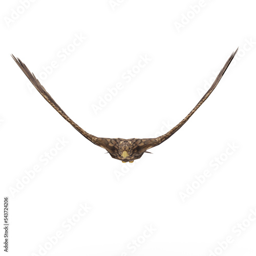 Golden eagle isolated