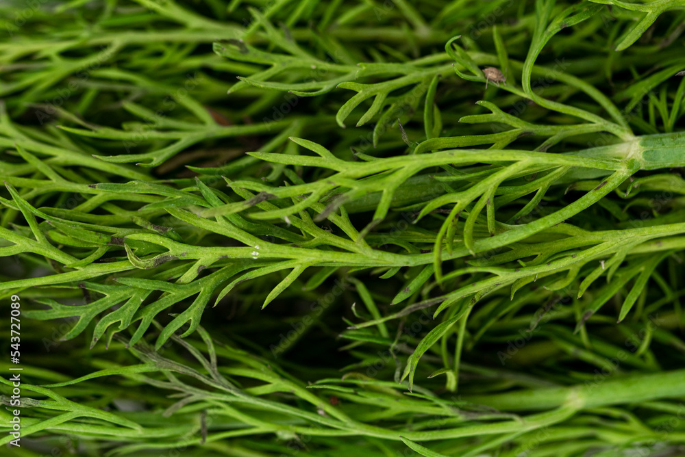 the fresh natural green bunch dill the fresh natural green bunch dill