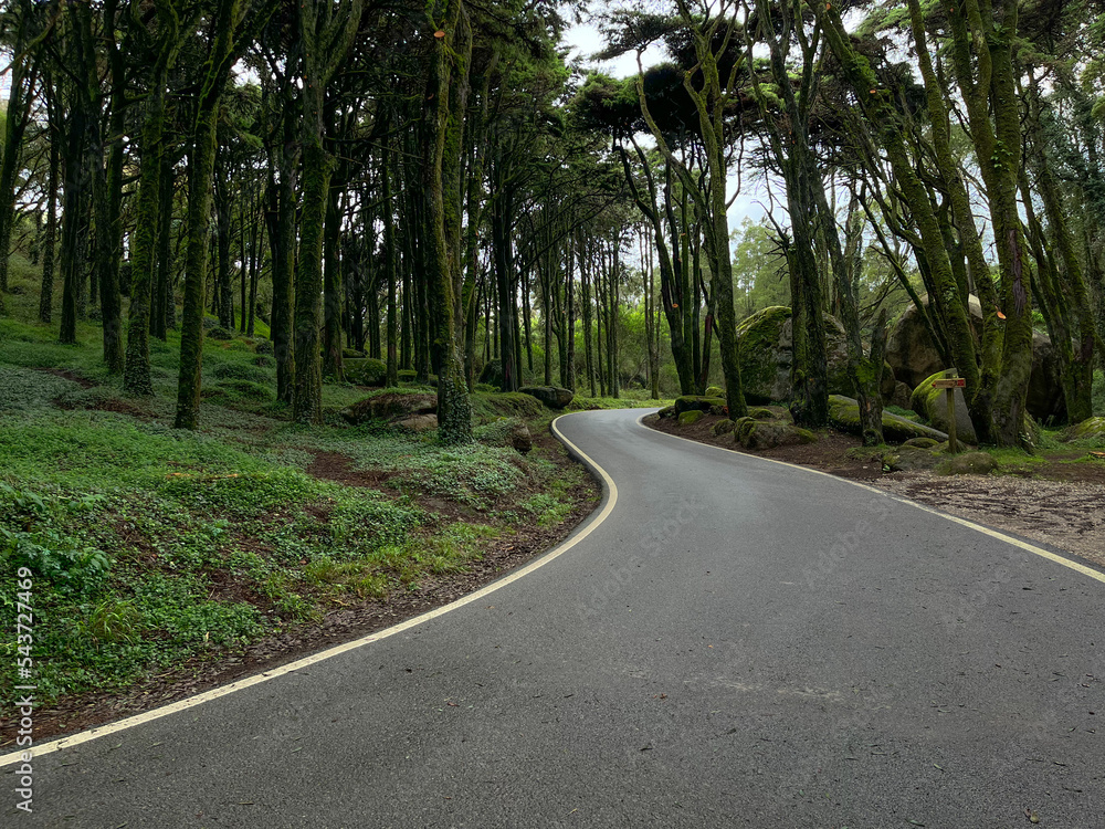 Road in a forest  surrounded by old trees
