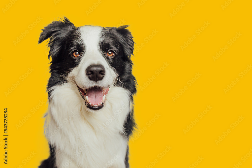 Funny emotional dog. Cute puppy dog border collie with funny face isolated on yellow background. Cute pet dog. Pet animal life concept