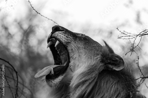 a lion roars closeup photo