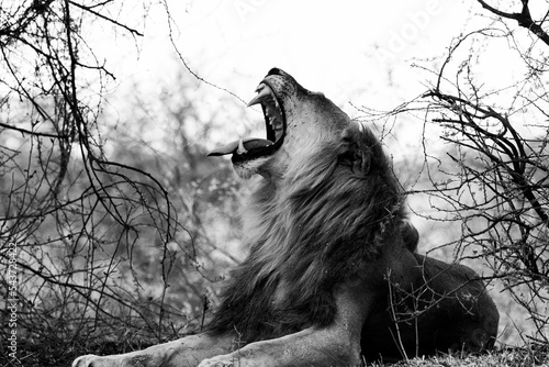 a lion roars in Africa photo