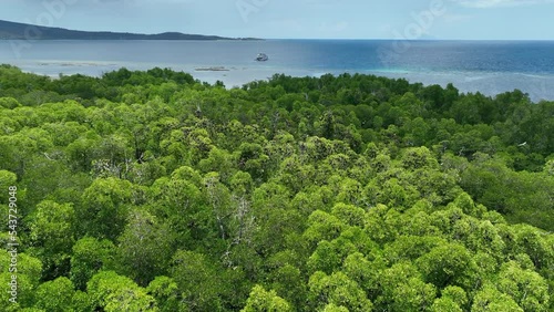 Sunda flying foxes, Acerodon mackloti, fly above a remote mangrove forest where they roost in Indonesia. Mangroves provide vital habitat for invertebrates, fish, birds, and fruit bats. photo