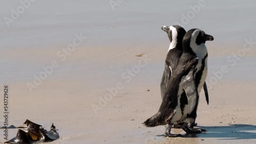 African penguin, or jackass penguin, or Spheniscus demersus, or Cape penguin, in the colony of Boulders Beach near Simons Town, South Africa photo