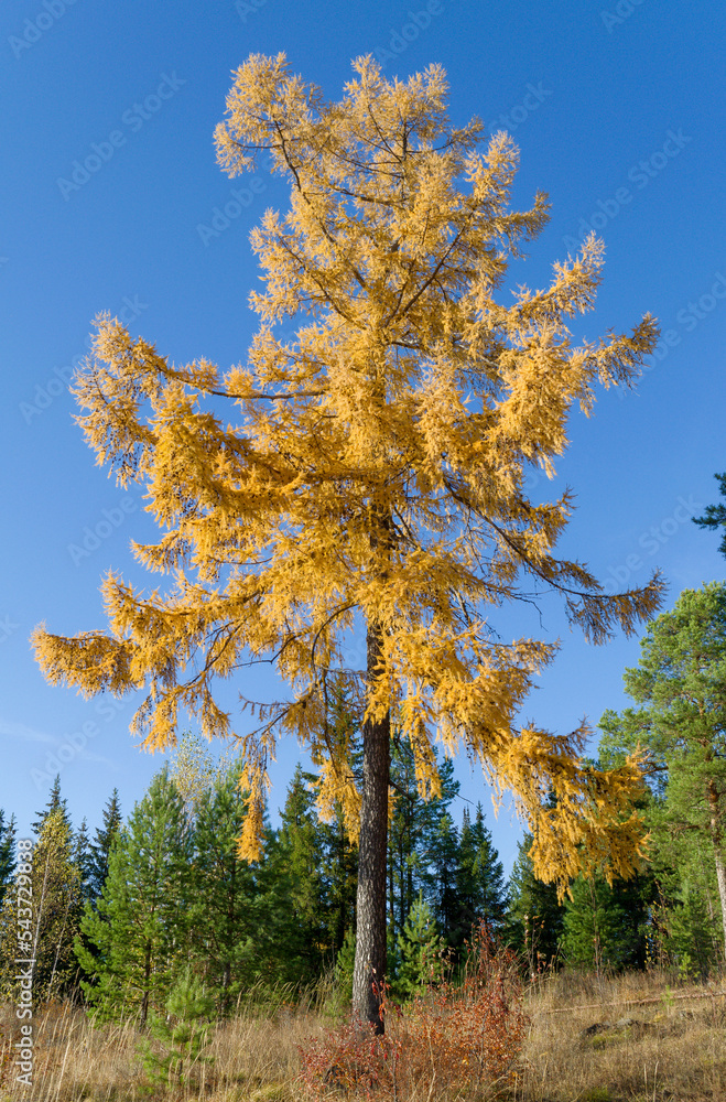 The crown of a large larch with bright yellow autumn needles against a cloudless blue sky.
