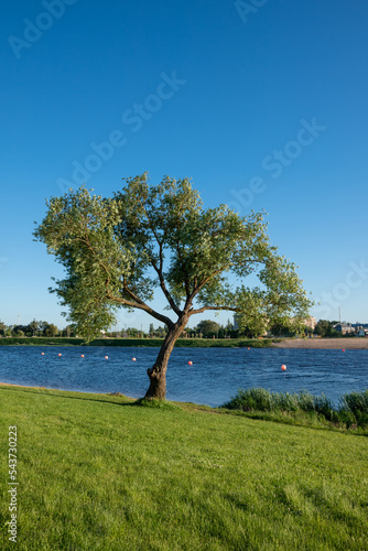 Old tree near the river