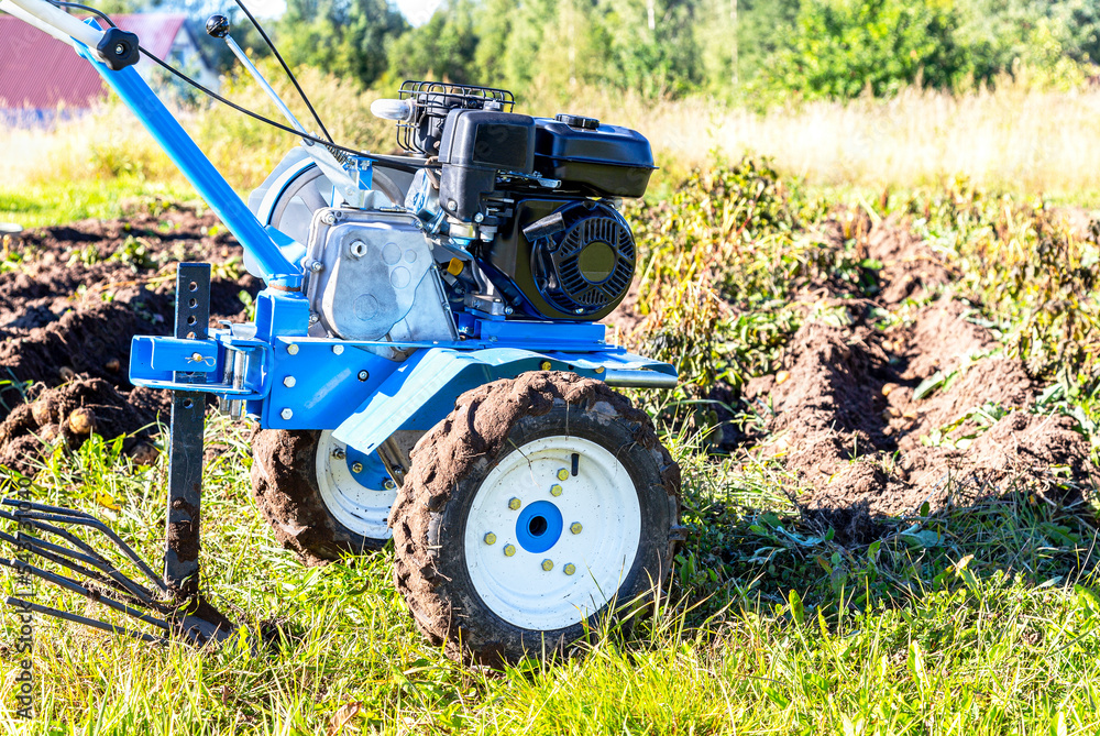 Harvesting potatoes with a walk-behind tractor Harvesting potatoes with a walk-behind tractor