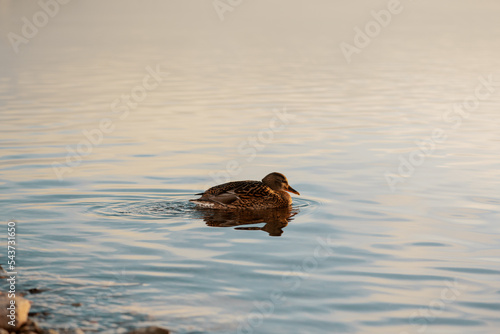 Mallard swimming in river. Wild duck resting in water