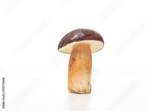 Porcini mushroom 