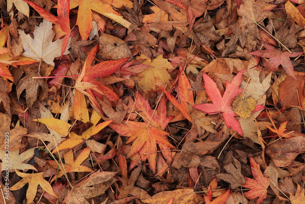 Colorful Autumnal Maple Leaves on the Ground Colorful Autumnal Maple Leaves on the Ground