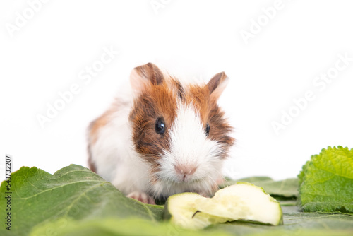 Funny guinea pig portrait with her food over white background