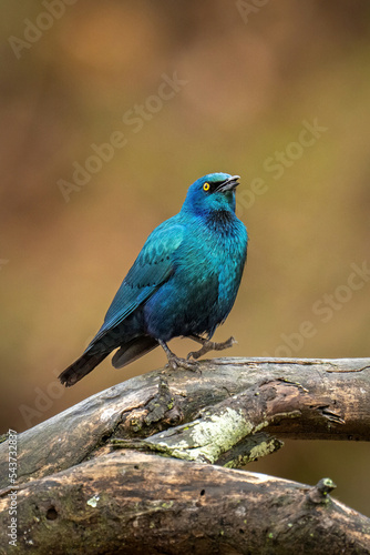 Greater blue-eared starling on branch lifting foot © Nick Dale