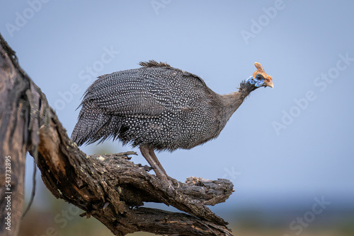 Helmeted guineafowl on dead branch watching camera photo