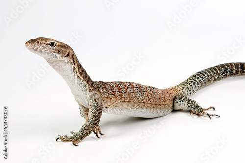 Black-headed monitor, black-tailed monitor // Trauerwaran (Varanus tristis orientalis) photo