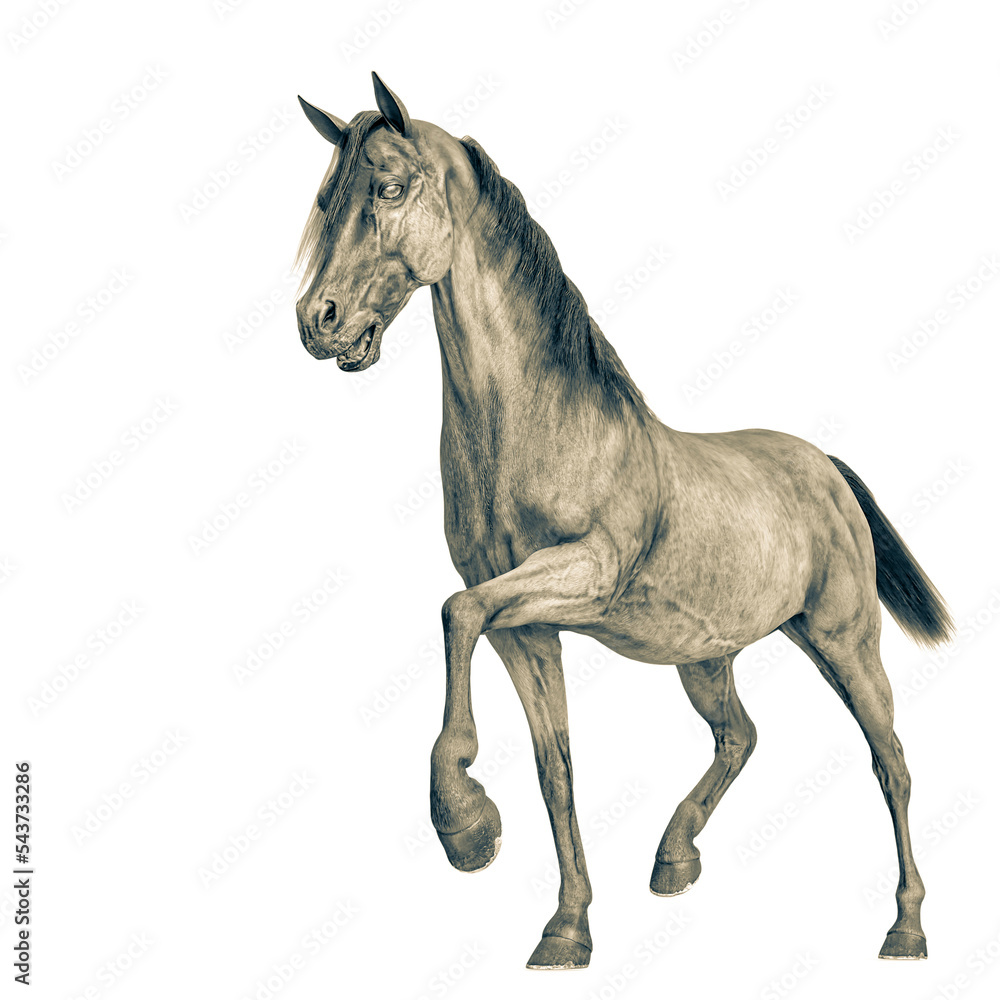 horse walking in a white background