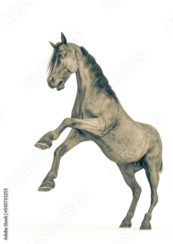 horse raising in a white background close up