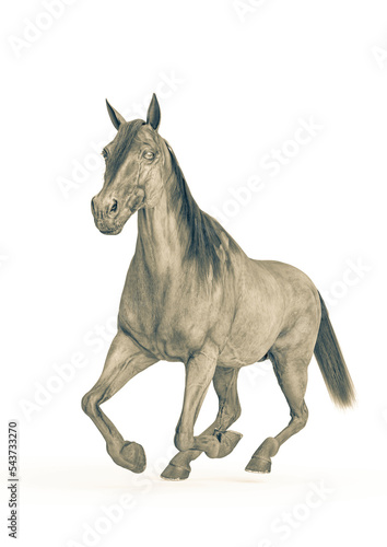 horse running in a white background