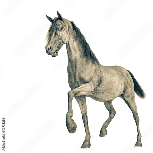 horse walking in a white background