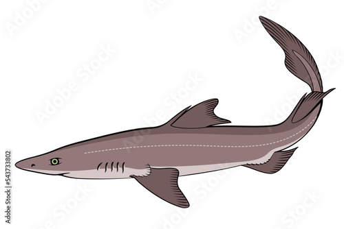 Spiny Dogfish (Spurdog). Squalus. Color vector clipart.