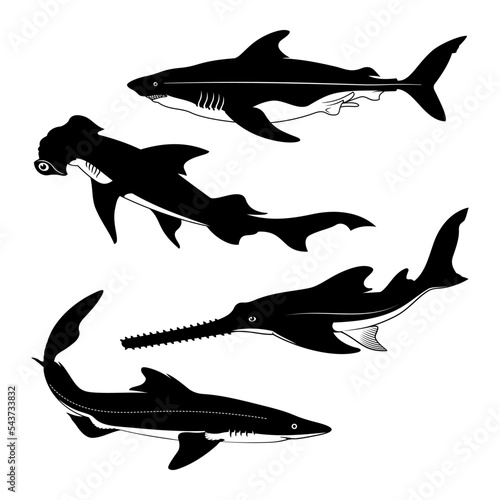 Shark species silhouettes. Spurdog, Hammerhead, Sawfish, Dogfish. Vector cliparts.