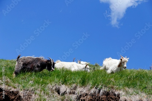 Small herd of Changpa goats grazing on green grass in mountain pasture photo