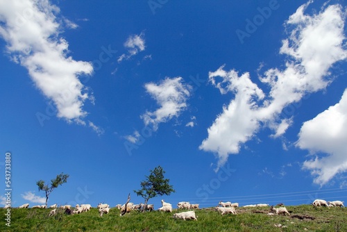 Grazing herd of Changpa goats in a green mountain pasture under blue cloudy sky photo