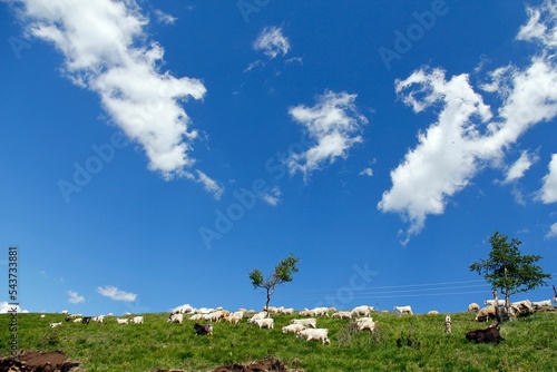 Herd Changpa goats grazing on green grass in mountain pasture under blue cloudy sky photo