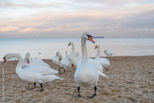 Fototapeta Naklejka Na Ścianę i Meble -  swans on the lake