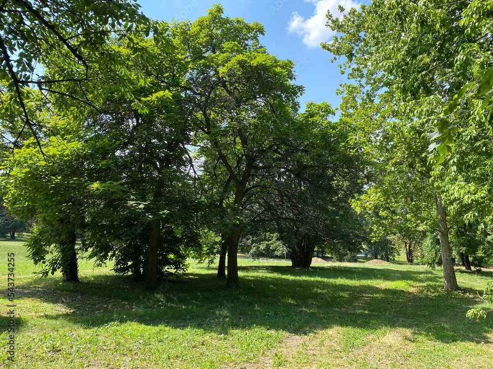 Obraz premium Park of the Pejacevic castle in Nasice or park next to the Pejacevic family castle - Slavonia, Croatia (Park dvorca Pejačević u Našicama ili Perivoj uz dvorac obitelji Pejačević, Našice - Slavonija)
