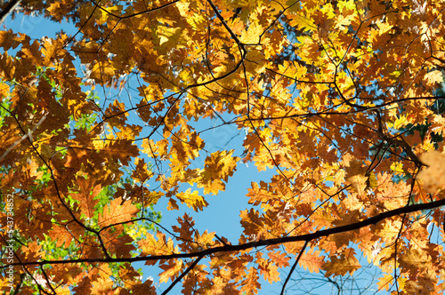 autumn oak leaves and sky