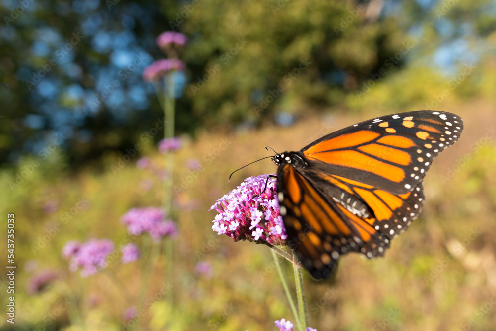 Naklejka premium meadow and butterfly